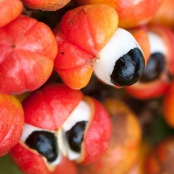 Prava Brazilska Guarana () Prava Brazilska Guarana