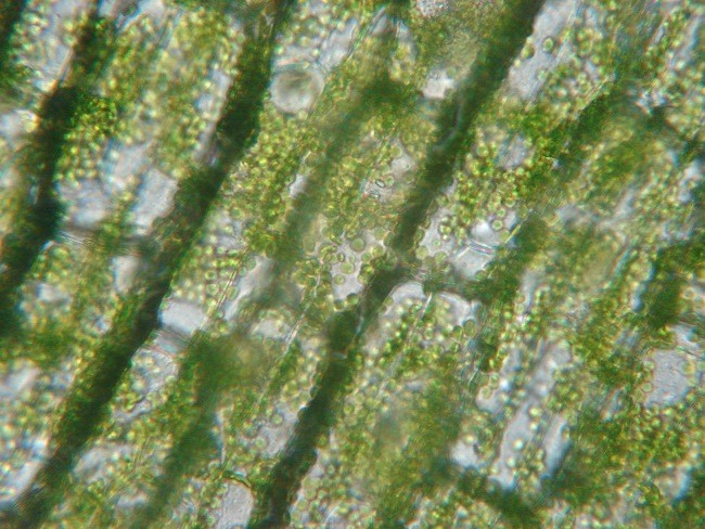 Chlorofyl pod mikroskopem