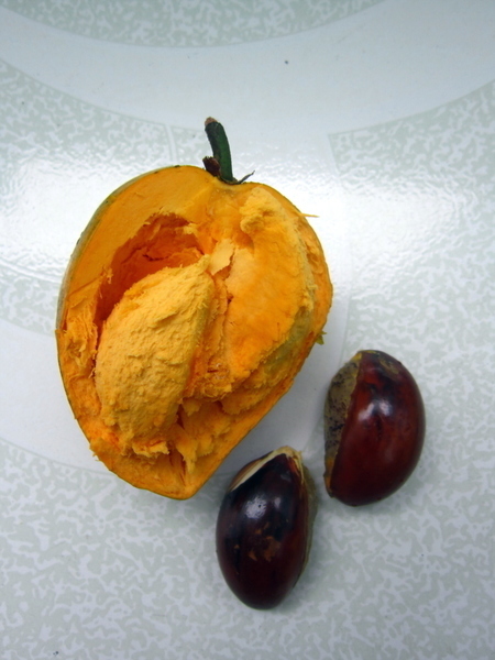 lucuma