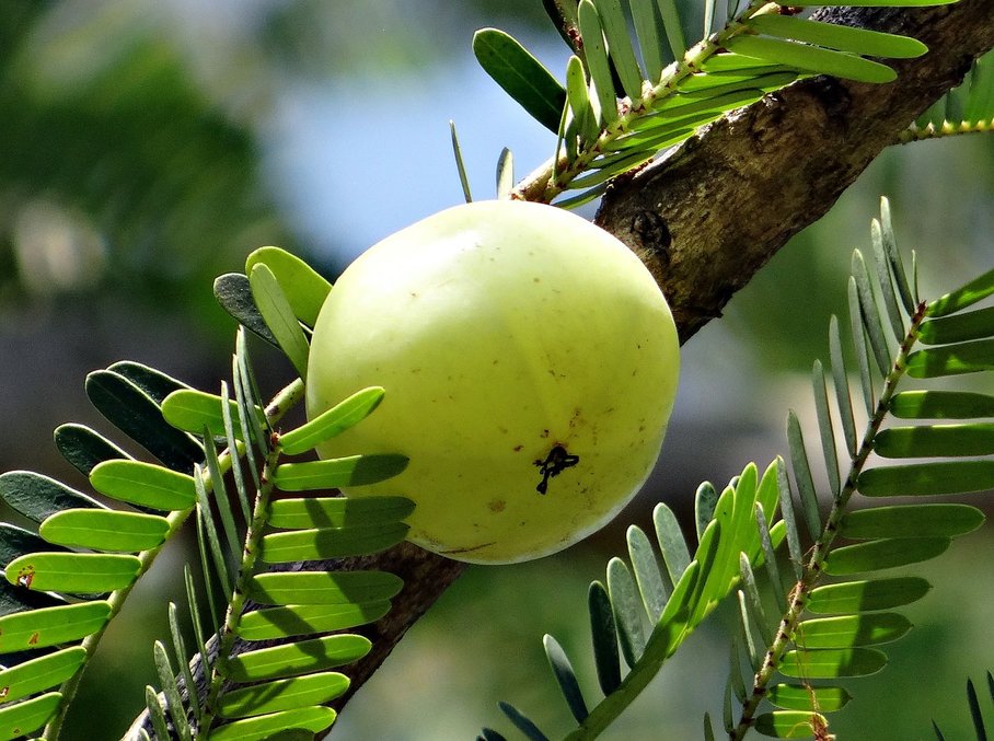 adaptogen amla