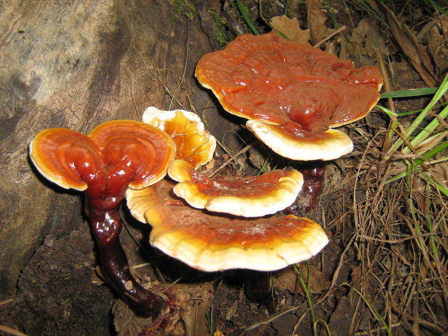 houba reishi