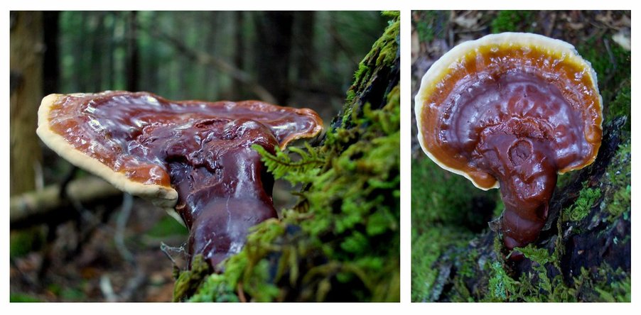 houba reishi