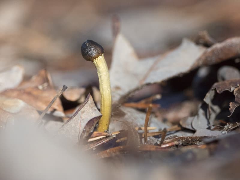 cordyceps