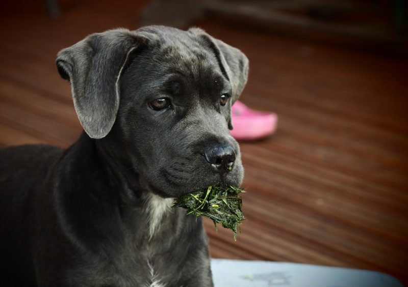 pes kouše trávu