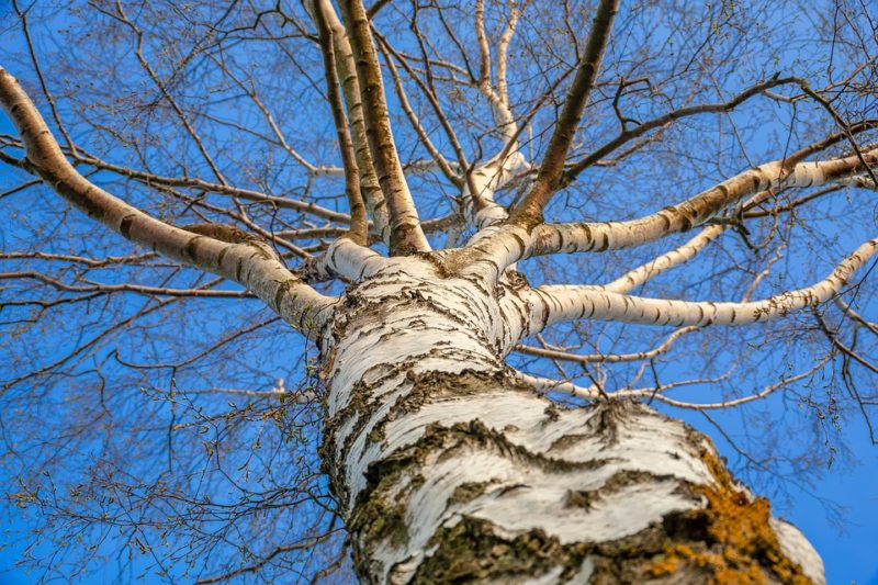 chaga rostoucí na bříze