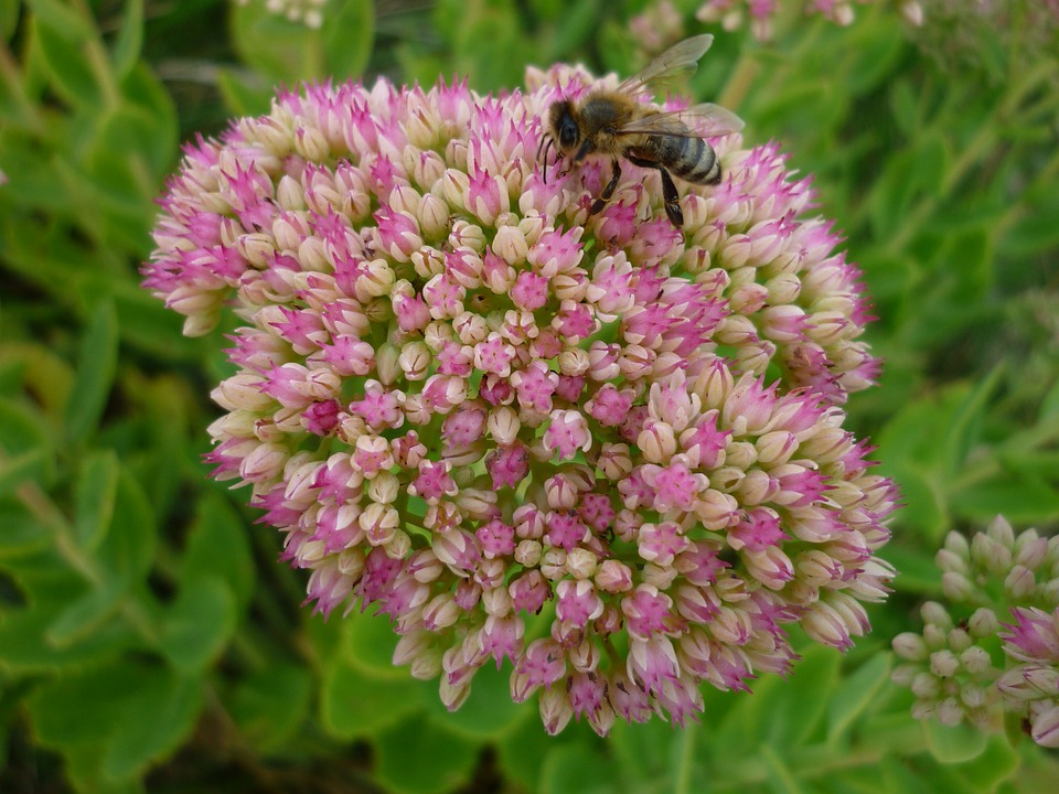 adaptogen rozchodnice růžová