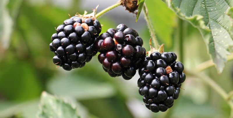 ostružiny, zdroj antioxidantů