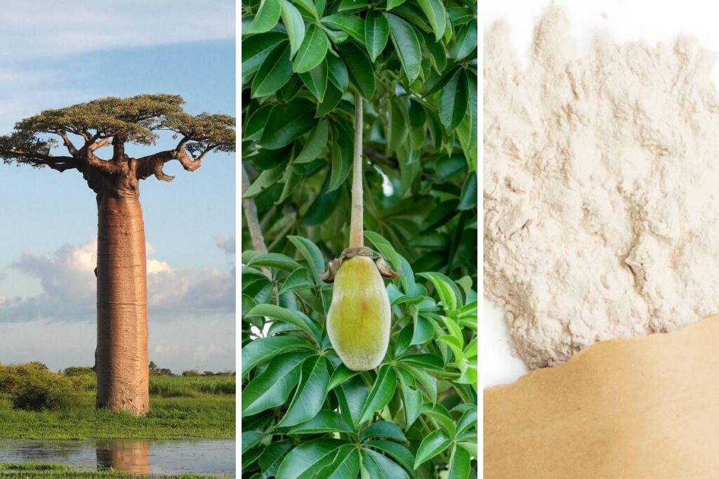 baobab, plod a prášek z plodu