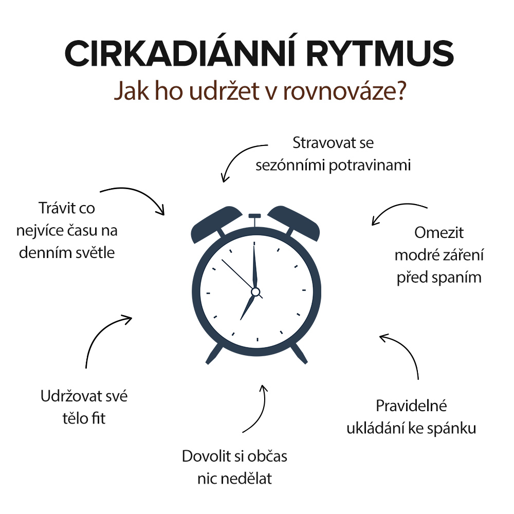 cirkadiánní rytmus