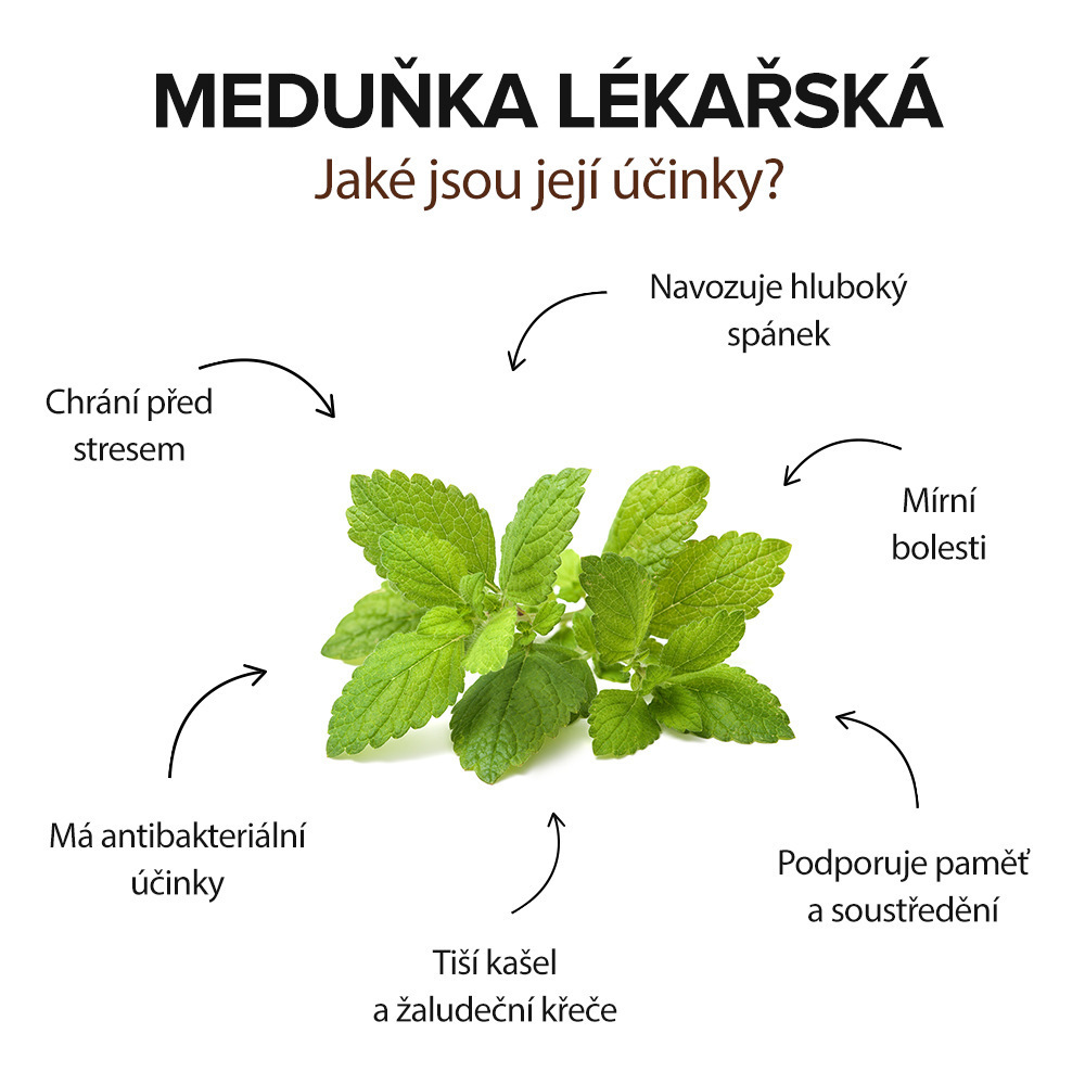 účinky Meduňky lékařské, infografika