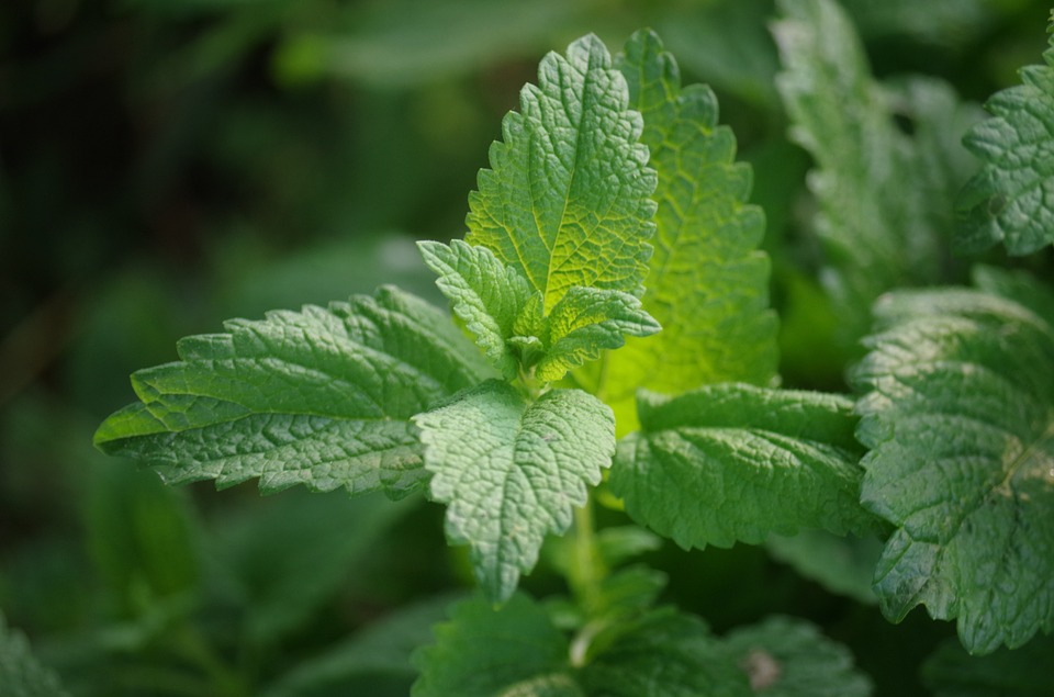 Meduňka lékařská, (Melissa officinalis) 