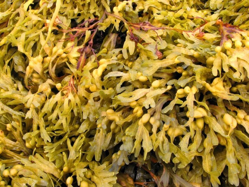 kelp, ascophyllum nodosum, účinky