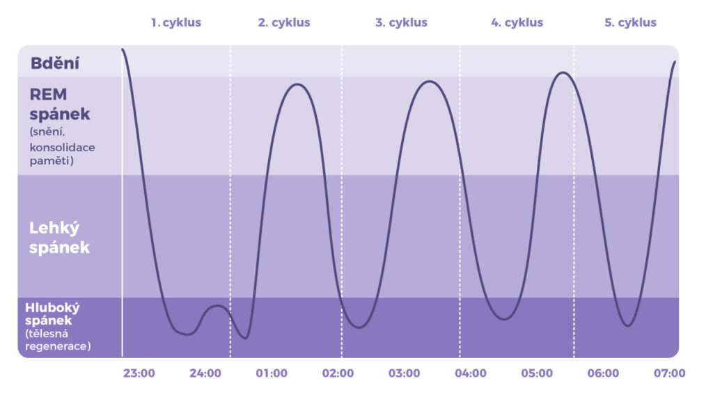 Fáze spánku